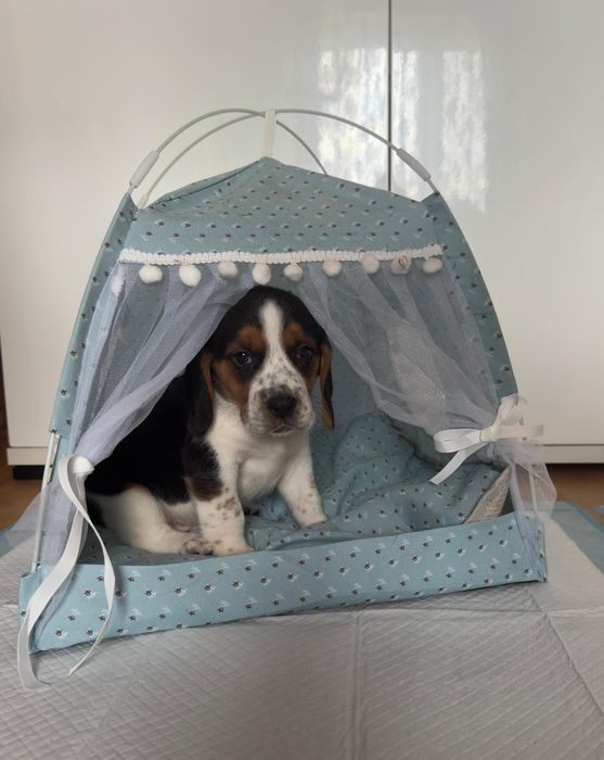 Beagle piesek szczeniak z rodowodem