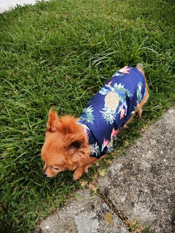 Camisa Hawaiana Cão