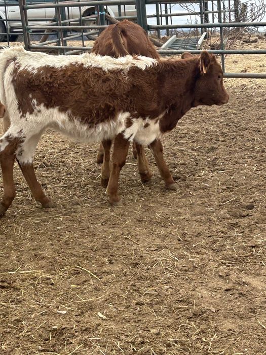 Bezzeras 5 e7 machos 6 meses  em biologico