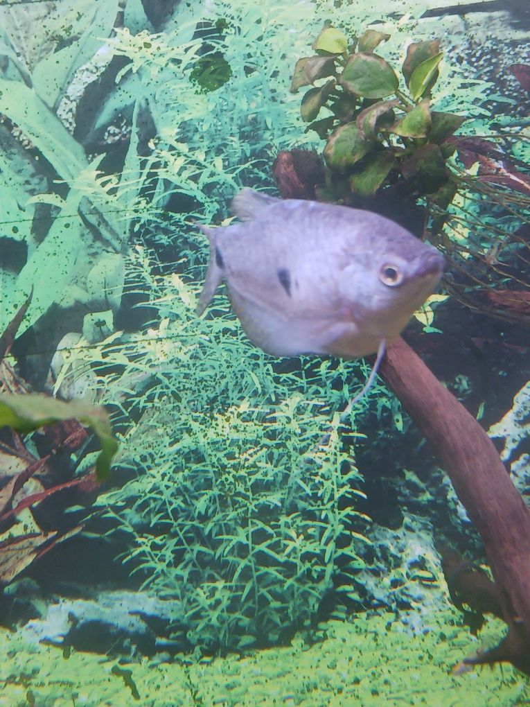 Peixe gouramis já adulto