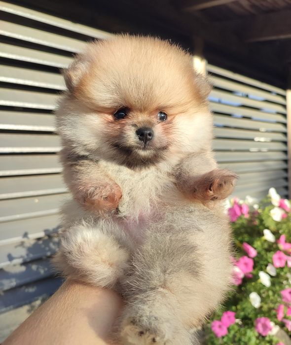 ZKwP Pomeranian szpic miniaturowy