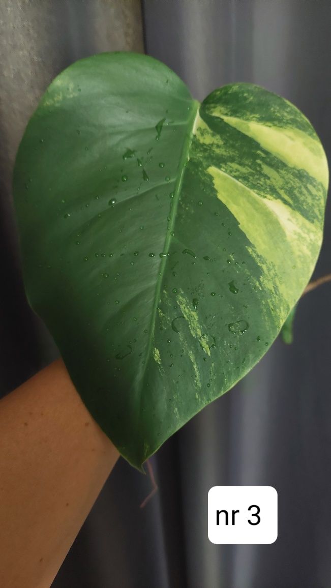Monstera marmorata aurea