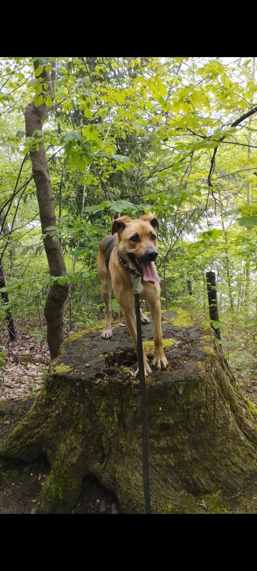 Szira duża sunia do adopcji