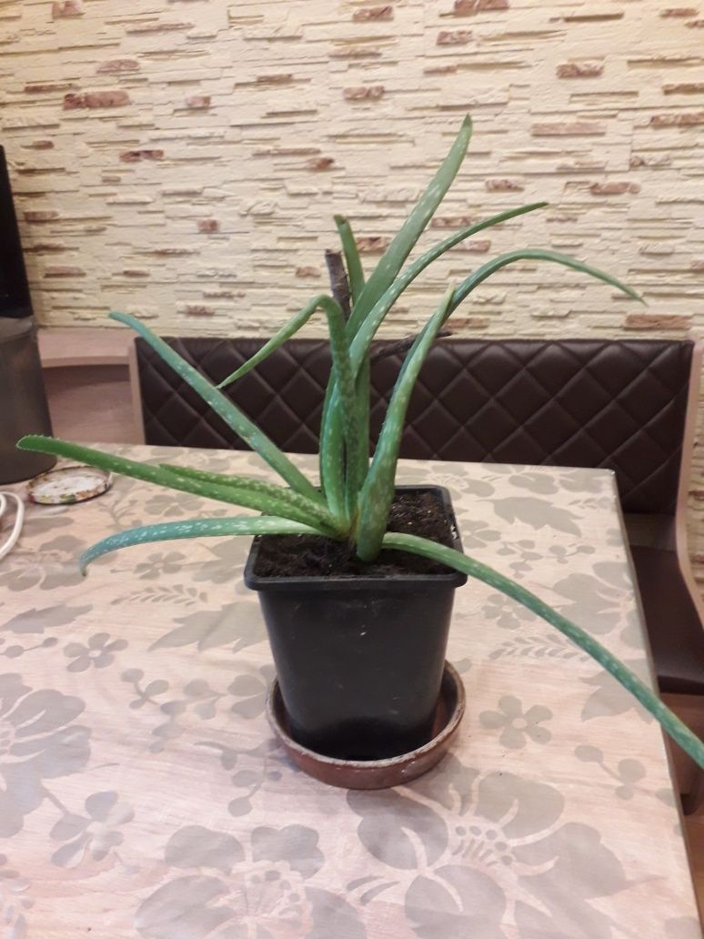 Продам Алое Вера