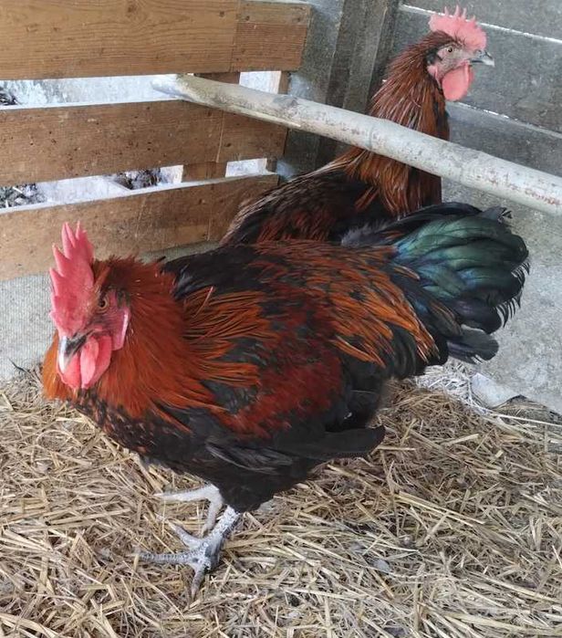 Пропонуємо півників породи маран чорномідні.