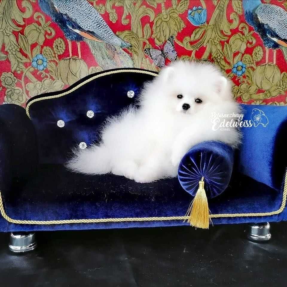 Przepiękna Biszkoptowa Lalunia Pomeranian Szpic Miniaturowy. Cudeńko.