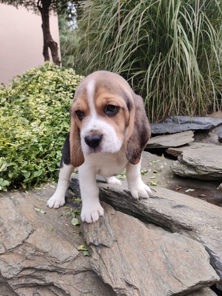 Beagle piesek trikolor