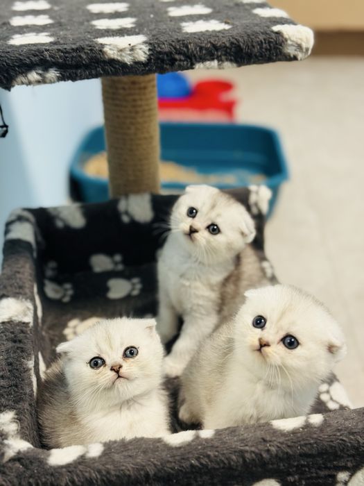 Шиншили. Веслоухі і прямовухі. Скотіш Страйт і Фолд