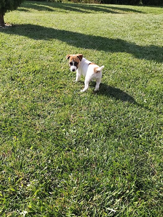 Śliczna sunia Jack Russell gładkowłosa