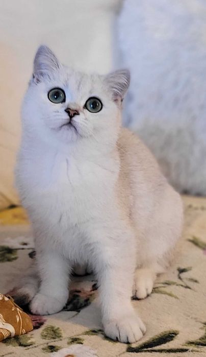 Koteczka srebrna pointy Maliwia Pl