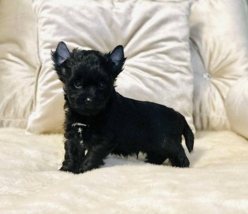 York czarny - nie wybarwi się. Po obojgu czarnych rodzicach.