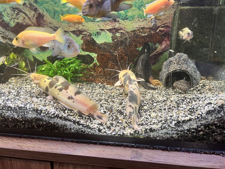 Sumy  - 25/30 cm. Oddam