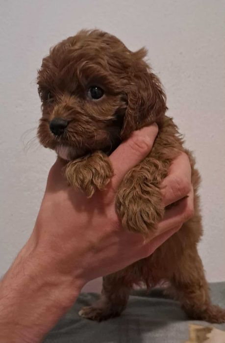 piesek red cavapoo f1 cavalier x pudel mini 8 tyg aktualne