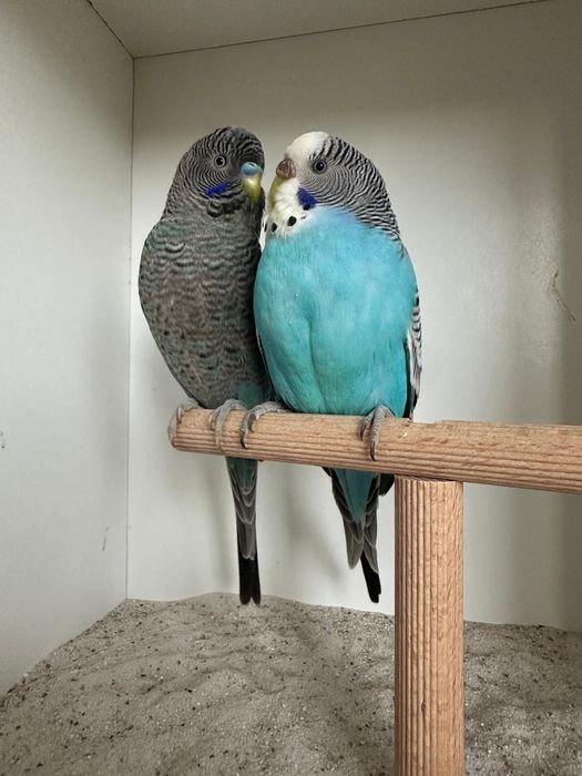 Casais de periquitos black face puro e portador