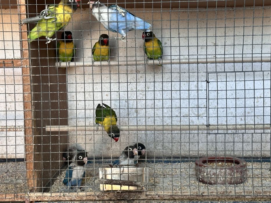Agapornis Personatas para cedencia