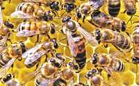 Матка бджолина пчелиная плідні бджоломатки карпатка