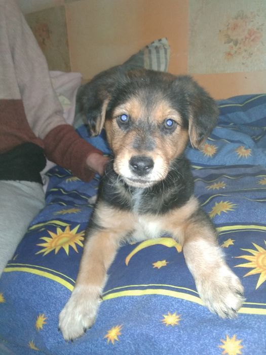 Ищем добрых хозяев,обещаем быть очень преданными!