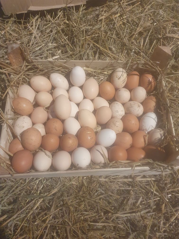 Jaja wiejskie jajka naturalne ekologiczne jaja ściółkowe jaja