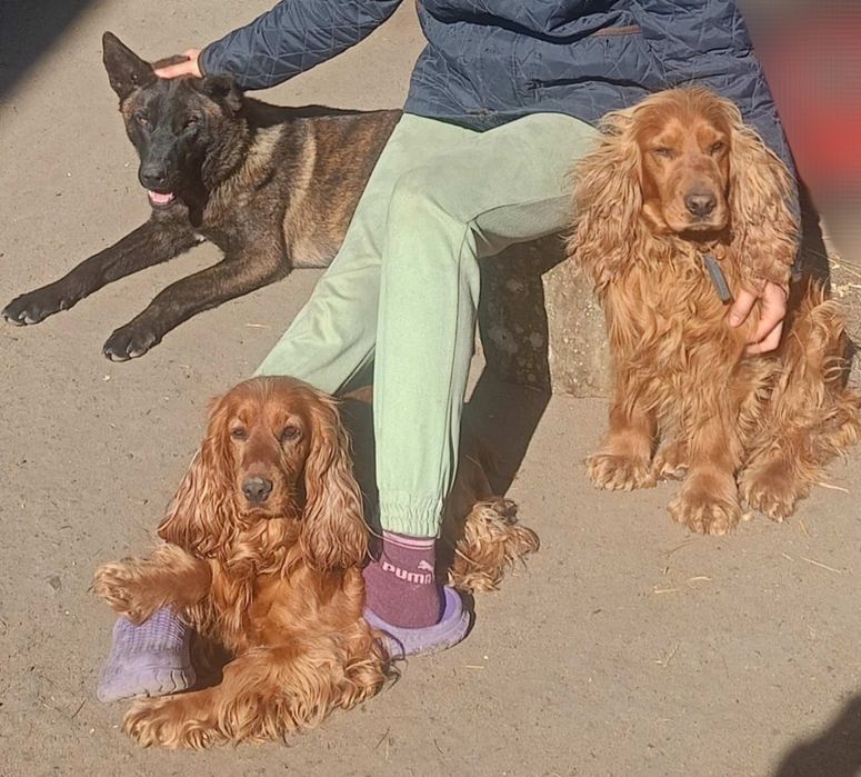 Англійський кокер-спаніель