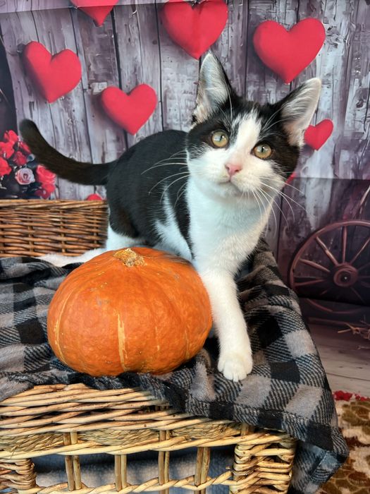 Maleńka Ofelia potrzebuje bezpiecznego, kochającego domu