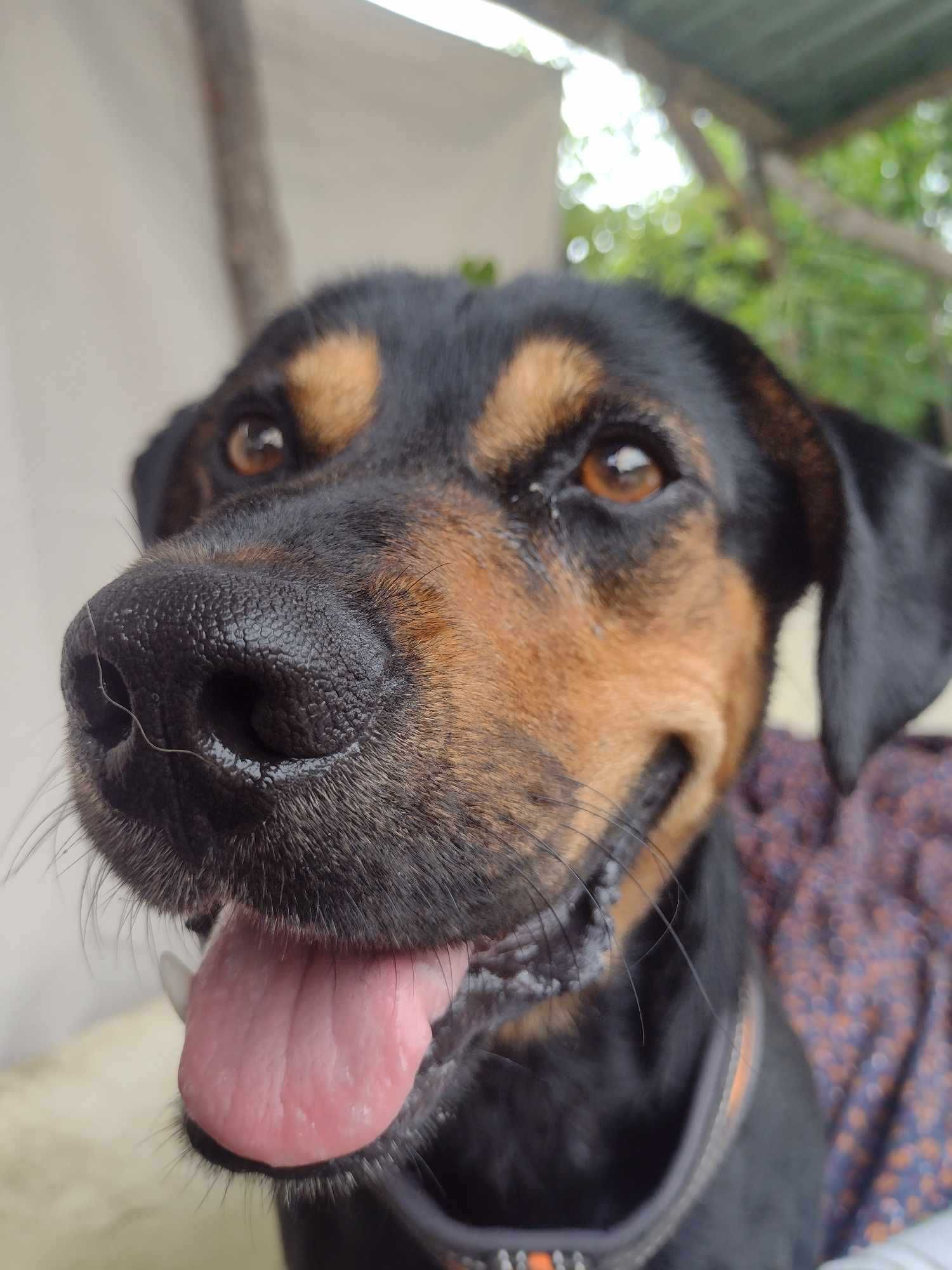 Kiwi poleca się do adopcji :)
