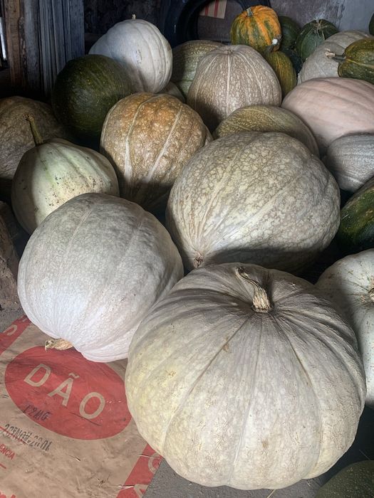 Aboboras porqueiras medias e meninas grandes