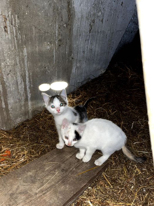 Młode śliczne kotki do oddania. Kot do adopcji.