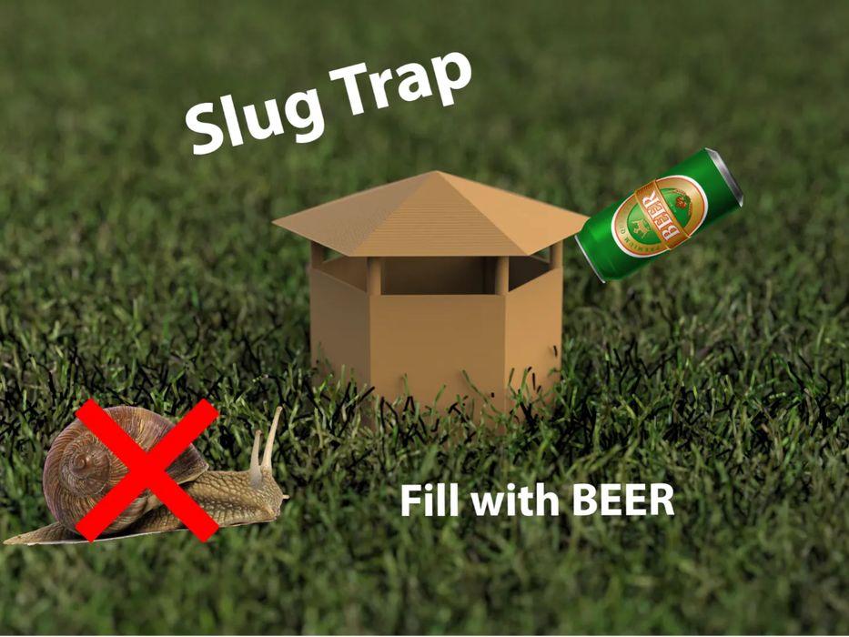 Armadilha Ecológica para Lesmas - Use Cerveja!