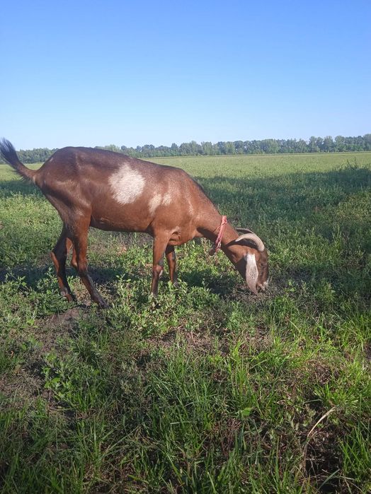 Продам кіз  50%  87.7%та 93.5  97.5% Англо Нуб підрощенних та дойних.
