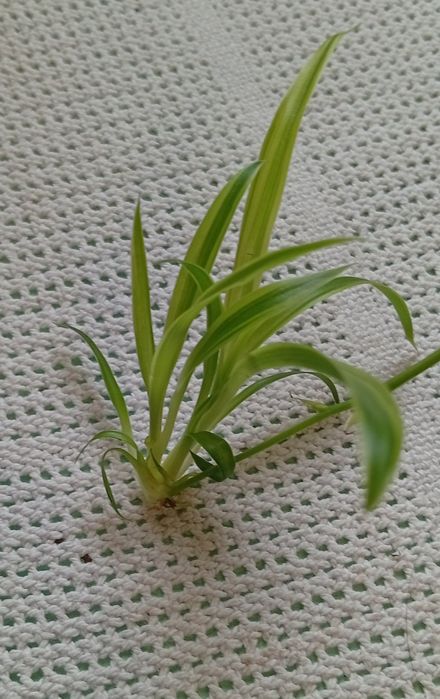 Саженець Хлорофітум