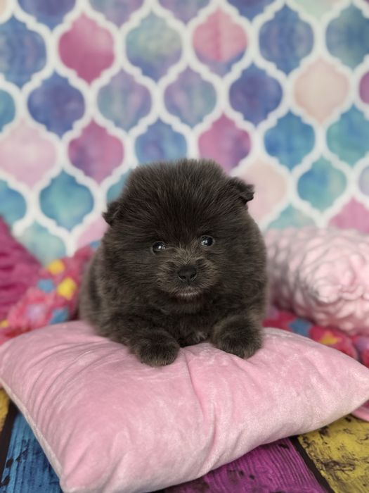 Pomeranian śliczna sunia niebieska