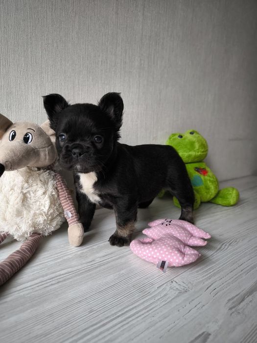 Флаффі дівчинка французский бульдог