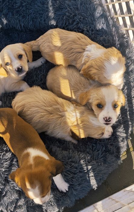 Cudowne pieski szukają domu