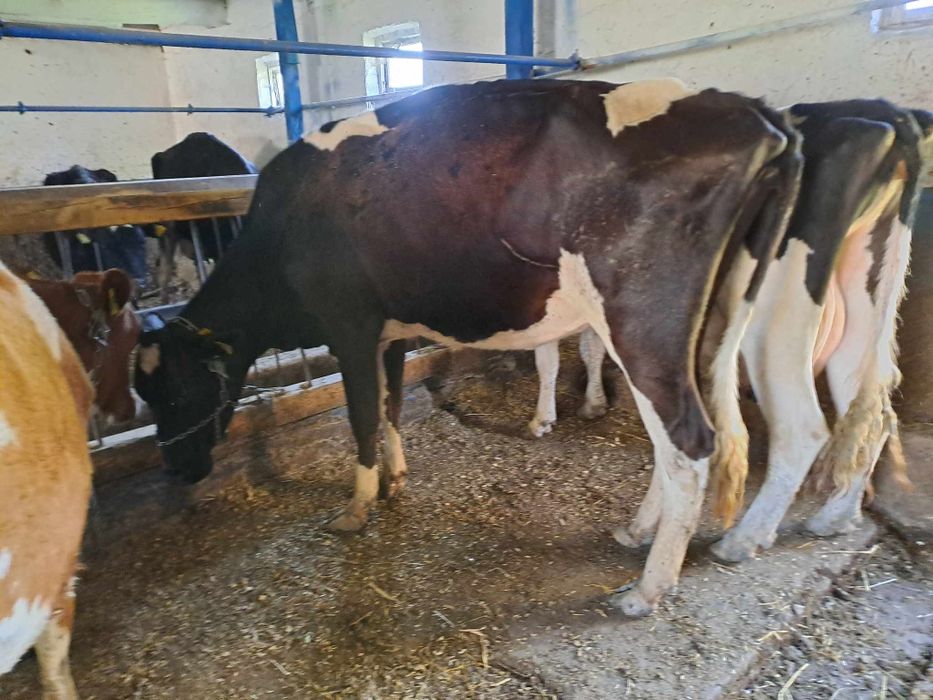 Krowy mleczne do chowu