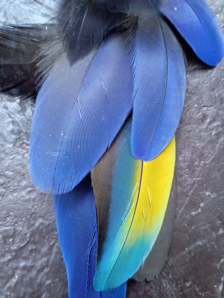 Kolczyki z piór boho hippie niebieskie granatowe pióra papugi