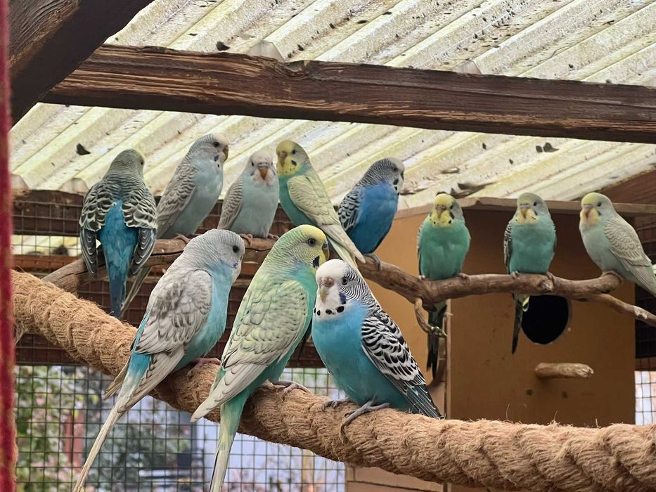 Papużki faliste 2024 i 2025