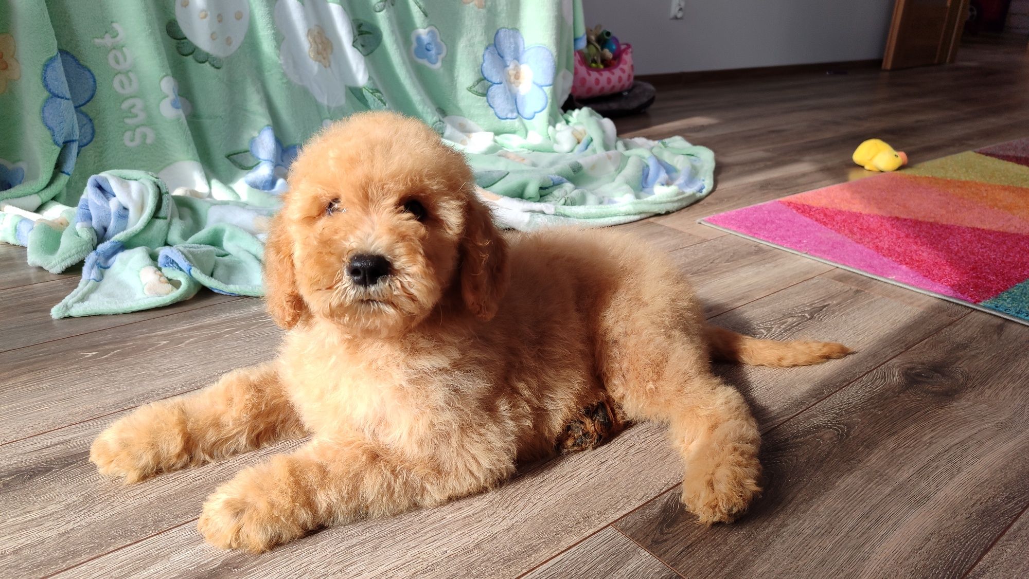 Goldendoodle F1b