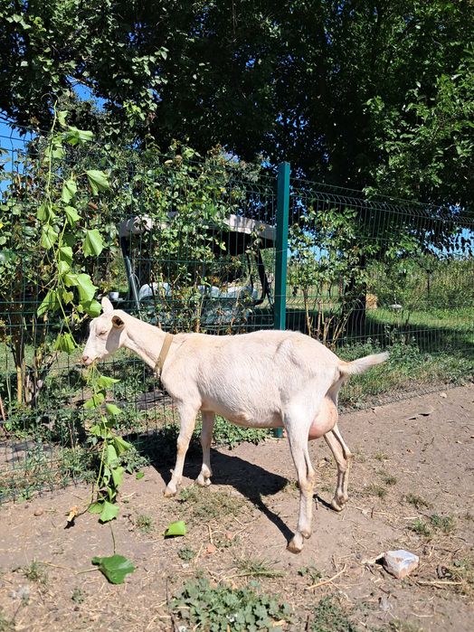 Коза дійна заано-альпійка 50/50%