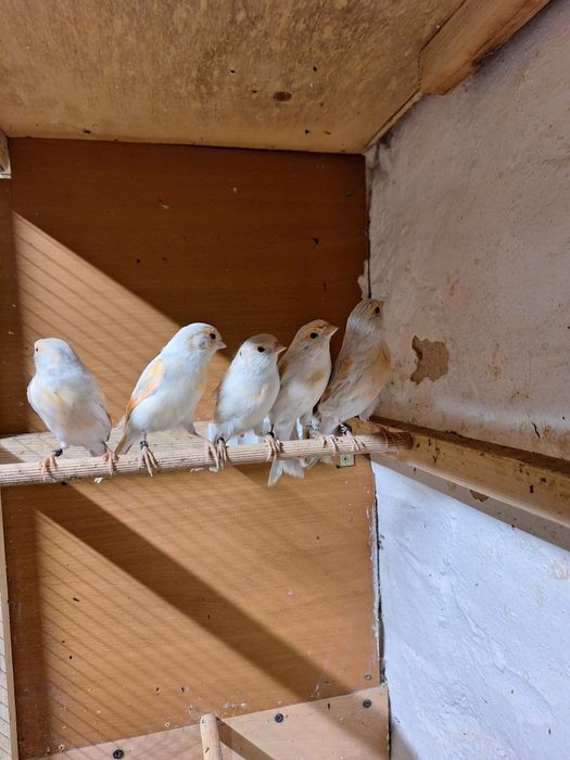 Kanarki opal mozaika czerwona
