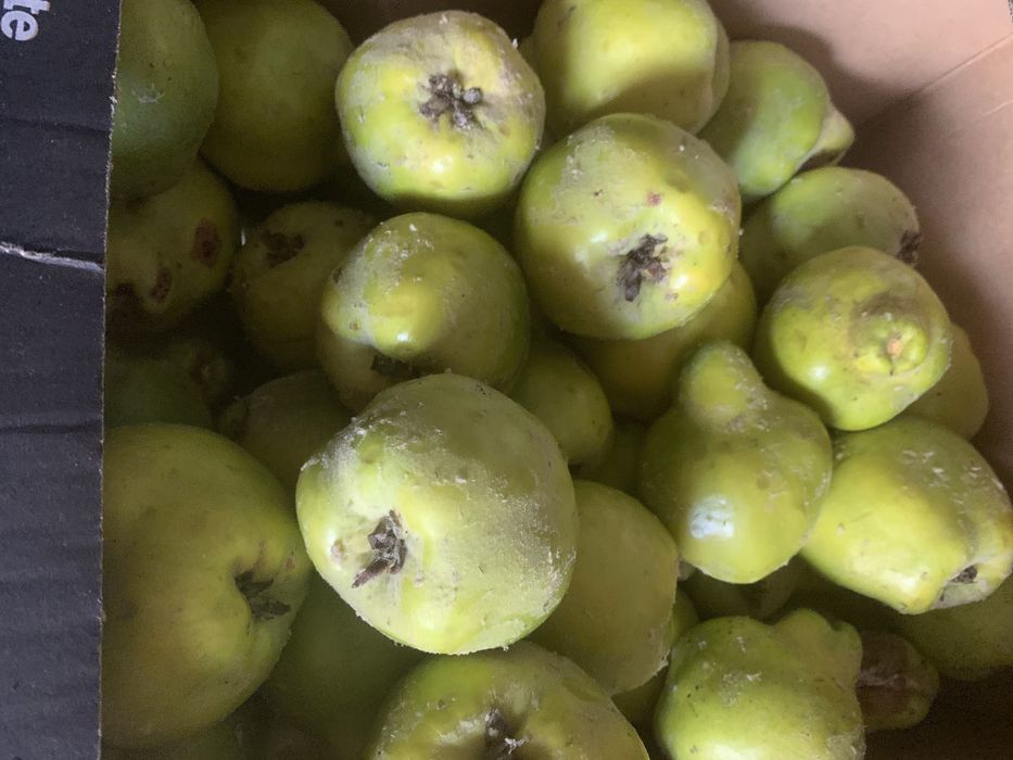 Owoce pigwy ekologiczna