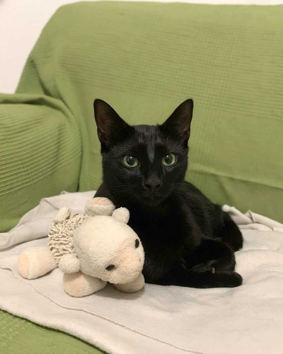 Setúbal / Margem Sul / Lisboa — BROWNIE, gatinho para adoção *