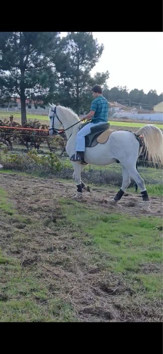 Cavalo capado 10 anos