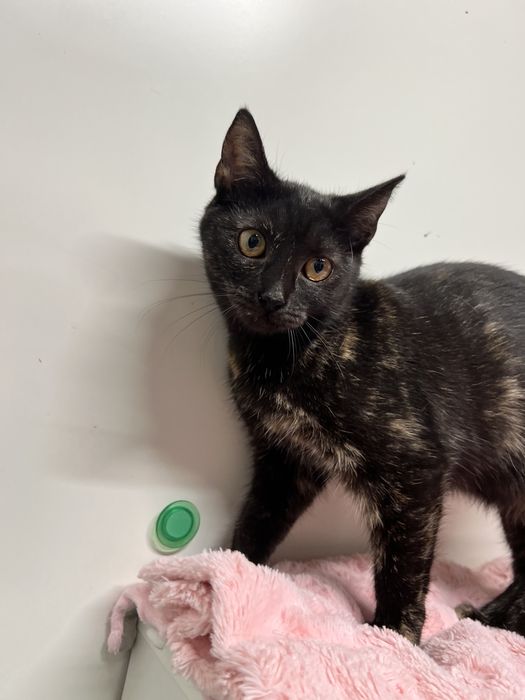 Szylkretowa kotka szuka domu