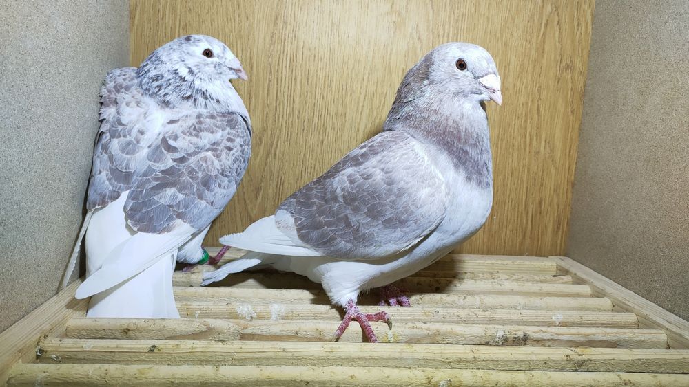 Gołębie standard standardy młode