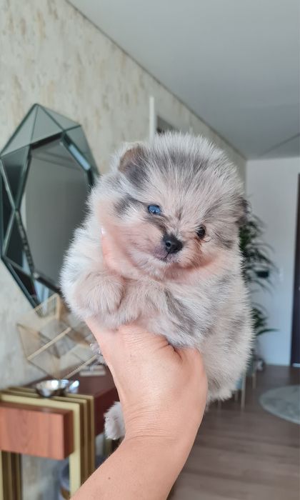Exuberante Menino Lulu da Pomerânia mini de Qualidade