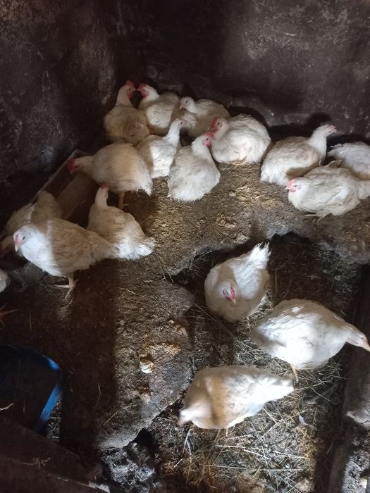 Бройлер живою вагою