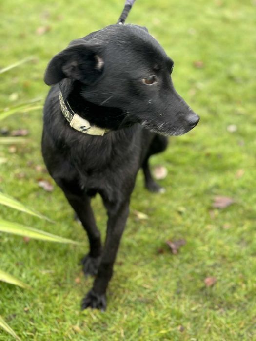 Niesamowicie przyjacielska kochana sunieczka 3 lata