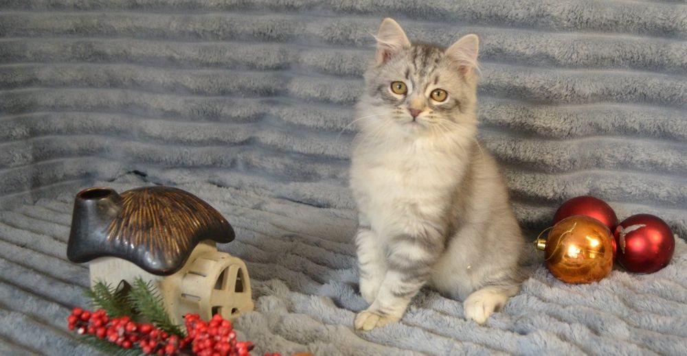 Продам сибирячку