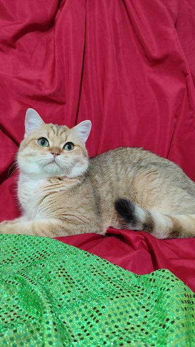 Британская золотая шиншилла прямоухие мальчик девочка