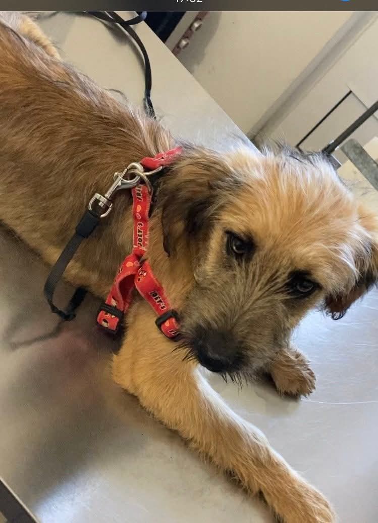 Cadela porte médio/pequeno para adoção